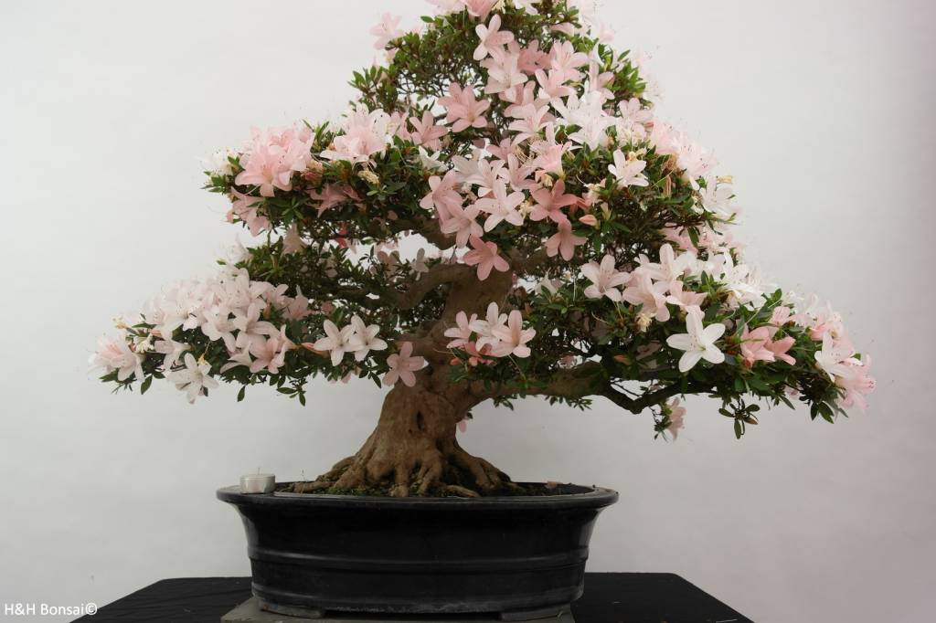 Bonsai Azalea Satsuki, nr. 5877 - www.henhbonsai.nl