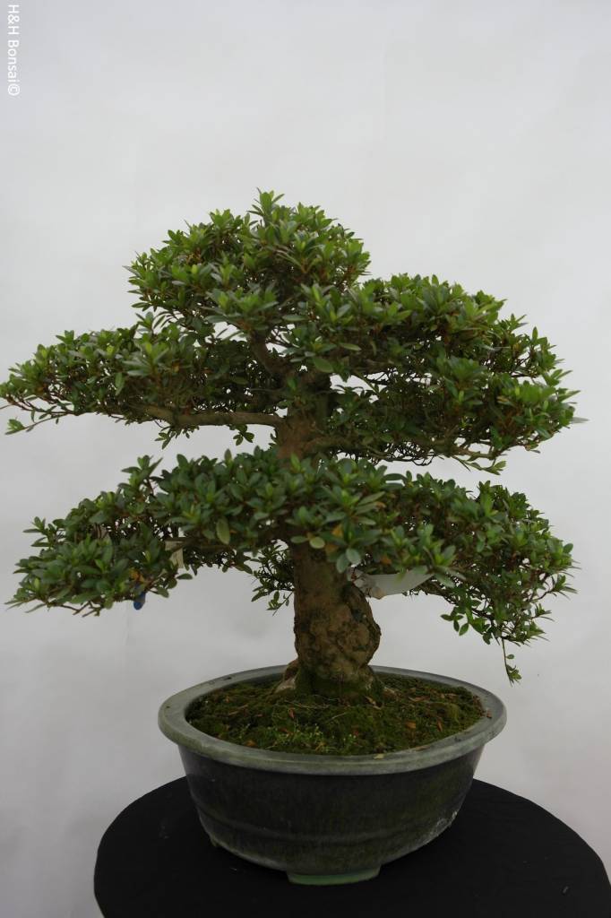 Bonsai Azalee Satsuki, Azalea Satsuki Juko no Homare, nr