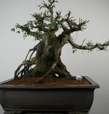 Bonsai Chinese Elm, Ulmus, no. 7510