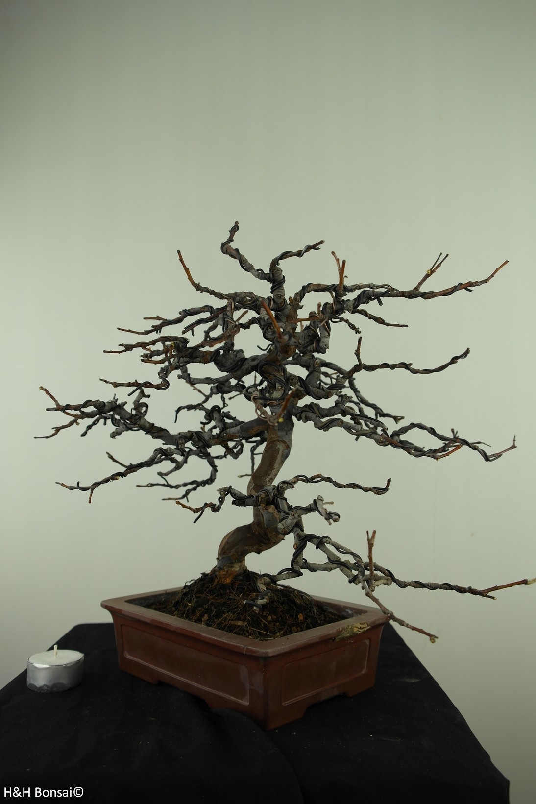 Bonsai Cognassier de Chine, Pseudocydonia sinensis, no. 7515