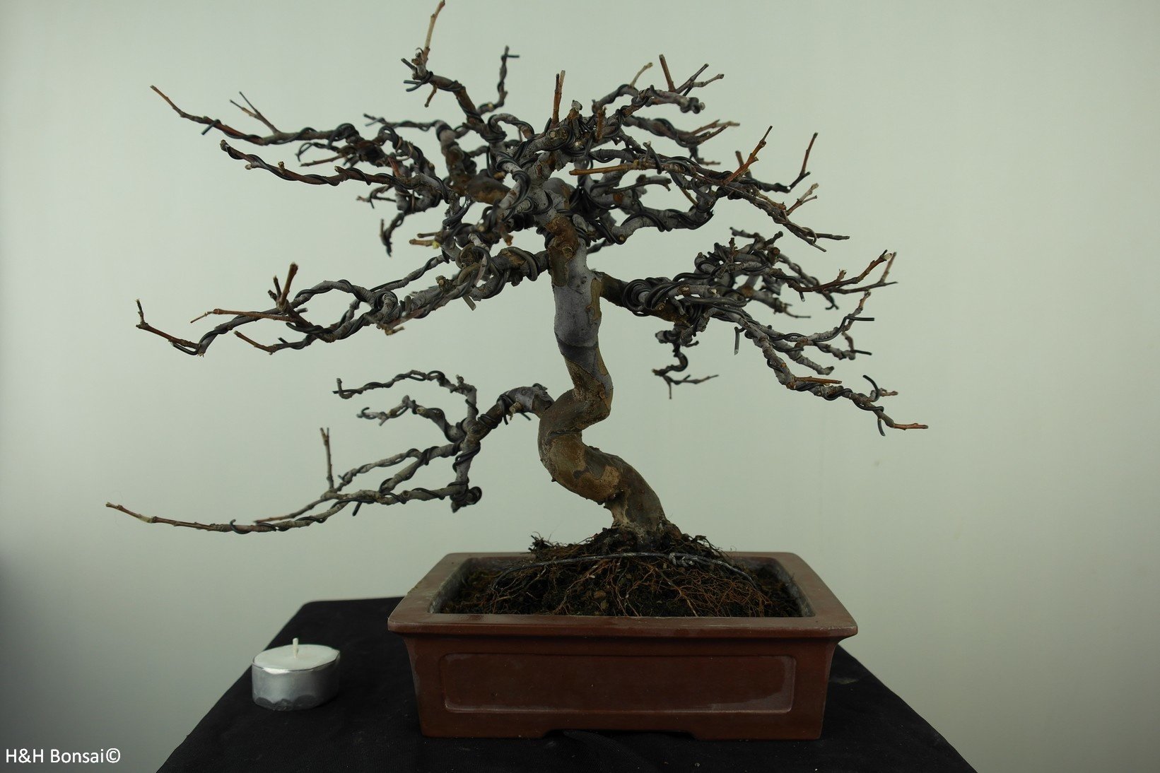 Bonsai Chin. Quitte, Pseudocydonia sinensis, nr. 7515
