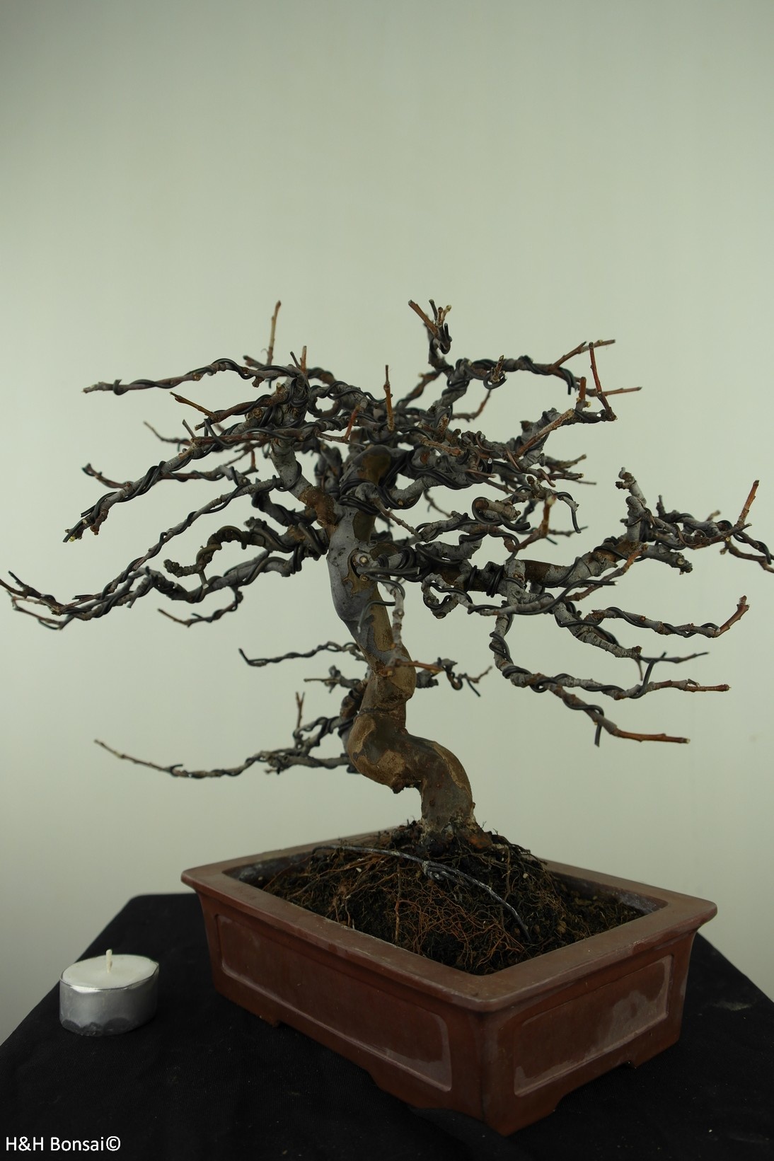 Bonsai Chinese Quince, Pseudocydonia sinensis, no. 7515