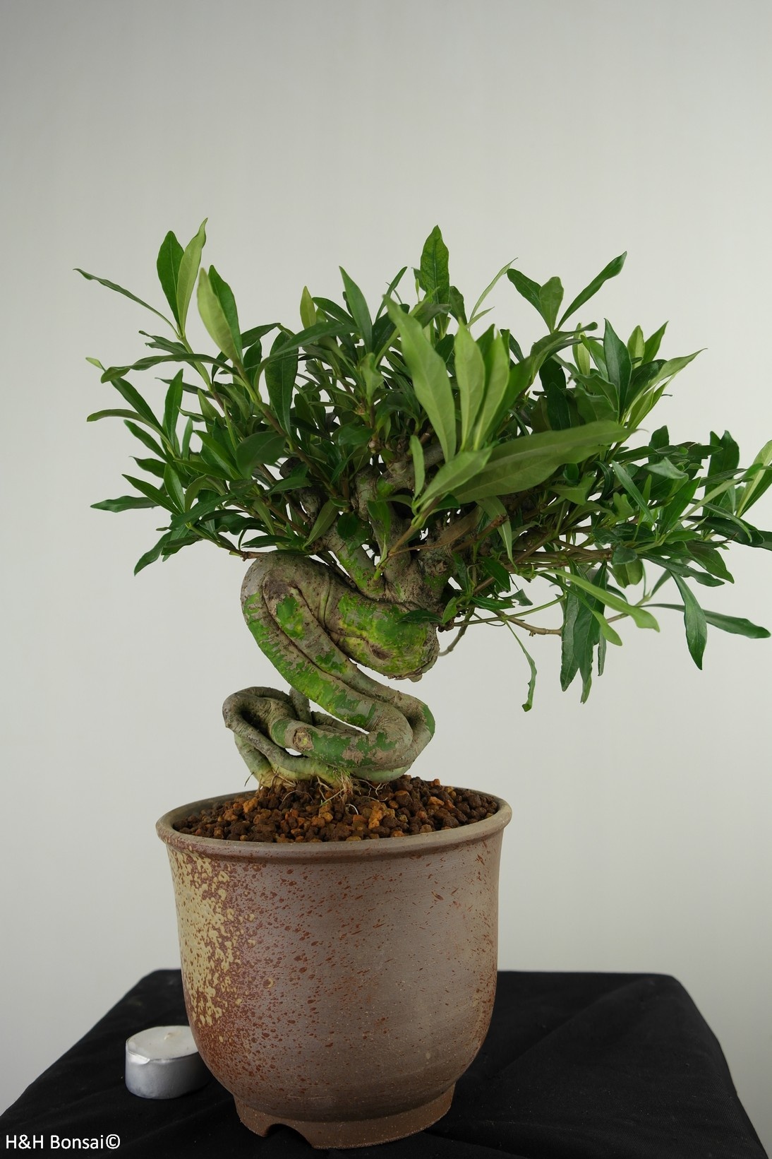 Bonsai Gardenia jasminoides, no. 7521