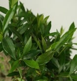 Bonsai Jasmin du Cap, Gardenia  jasminoides, no. 7521