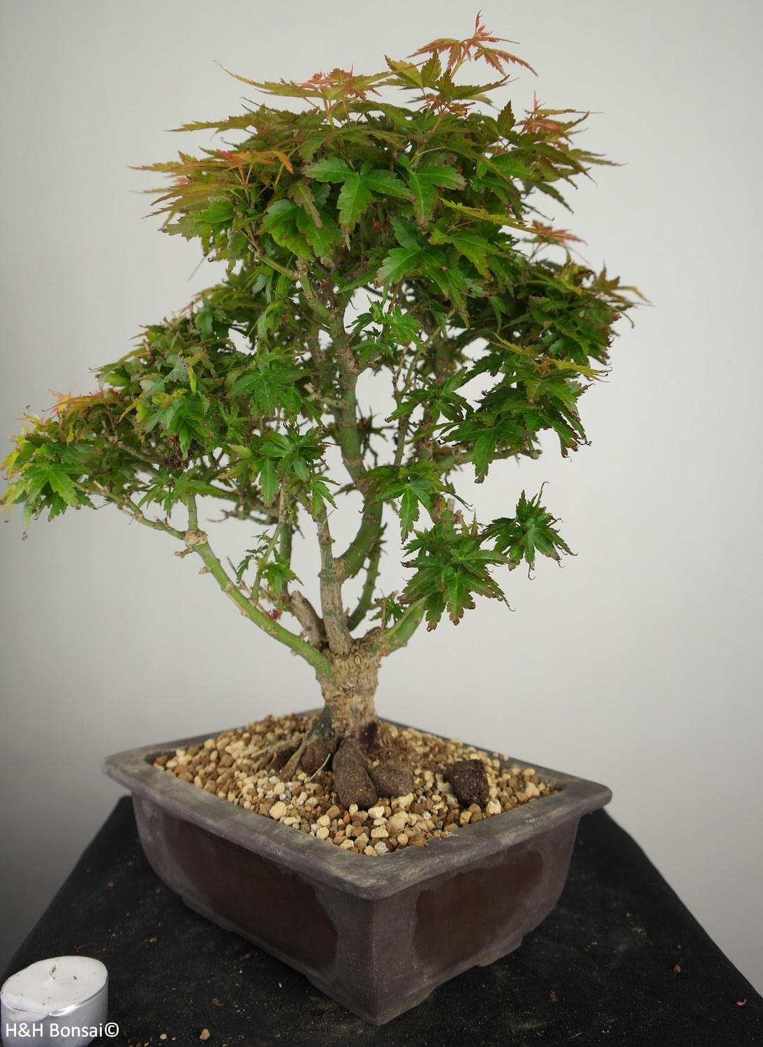  Bonsai Erable  du Japon Kotohime Acer palmatum Kotohime 