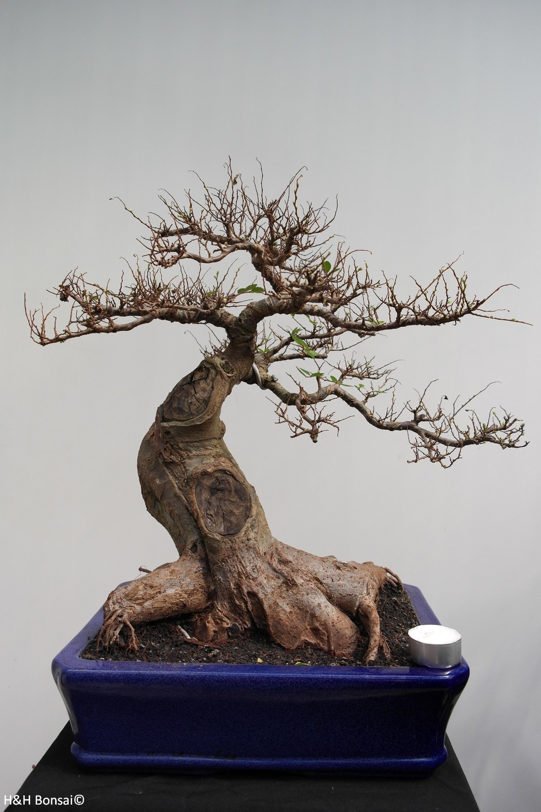 Bonsai Orme De Chine Perd Ses Feuilles Mes Plantes et Bonsaï Orme De Chine