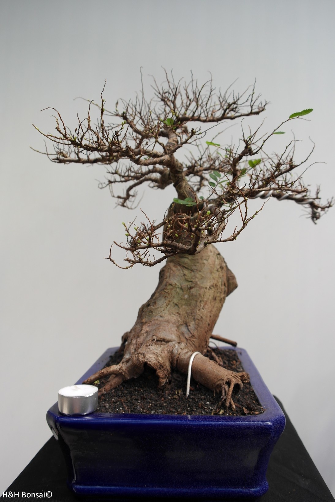 Bonsai Orme De Chine Perd Ses Feuilles Mes Plantes et Bonsaï Orme De Chine