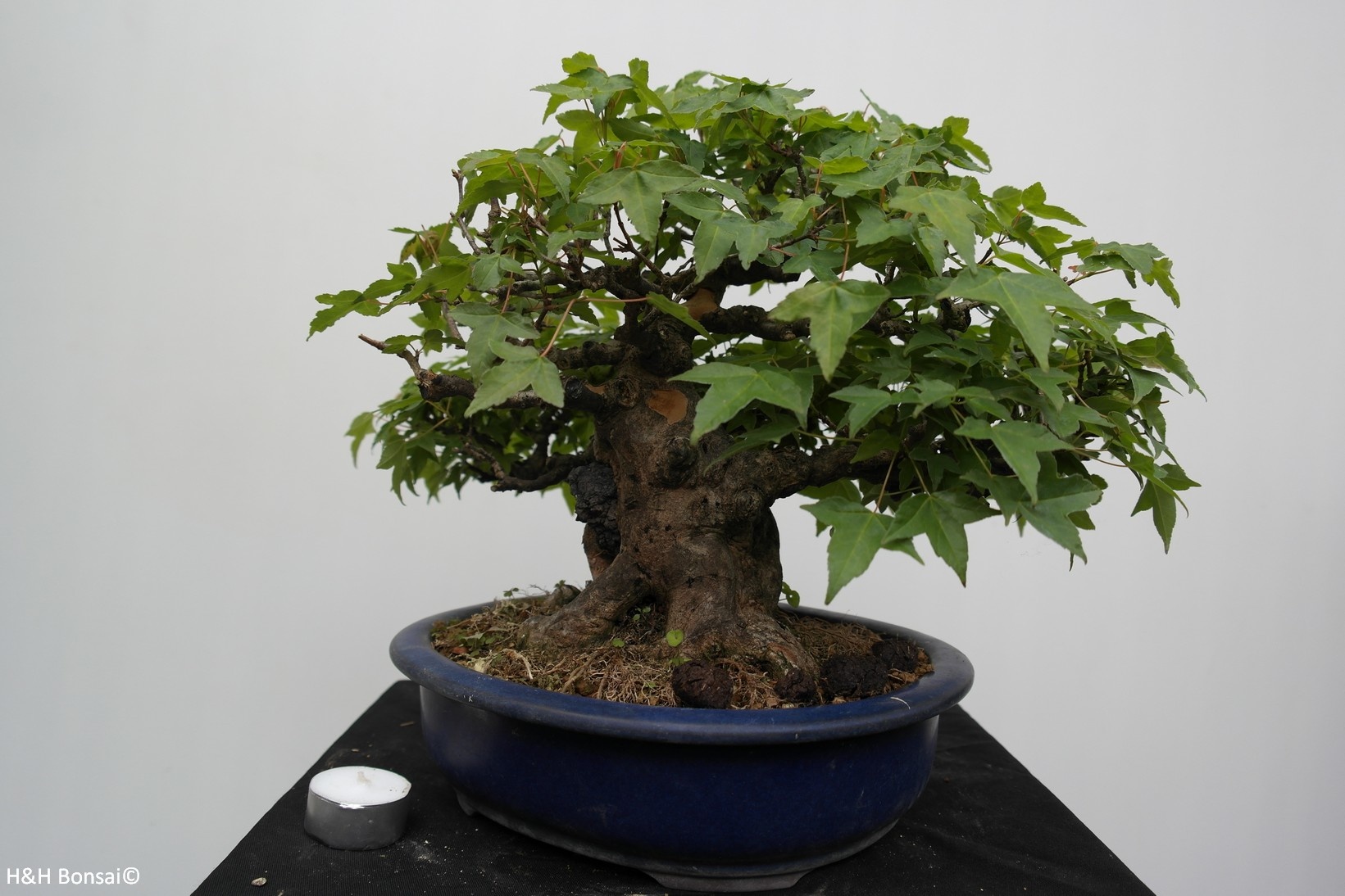 Bonsai L Erable De Burger Acer Buergerianum No 7513a