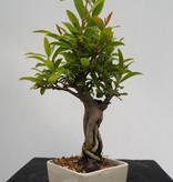 Bonsai Pomegranate, Punica granatum, no. 7524