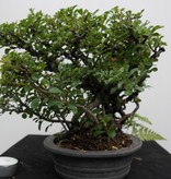 Bonsai Chaenomeles japonica, Japanse sierkwee, nr. 7796