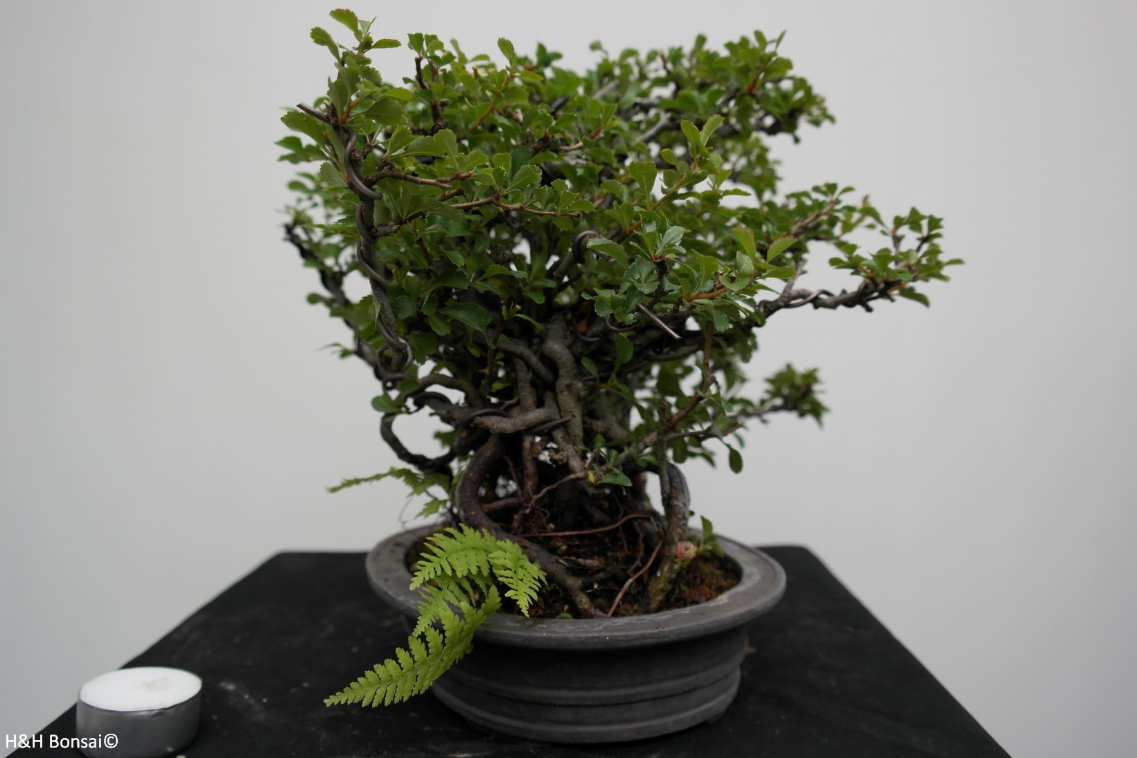 Bonsai Chaenomeles japonica, Japanse sierkwee, nr. 7796