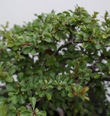 Bonsai Cognassier du Japon, Chaenomeles japonica, no. 7796