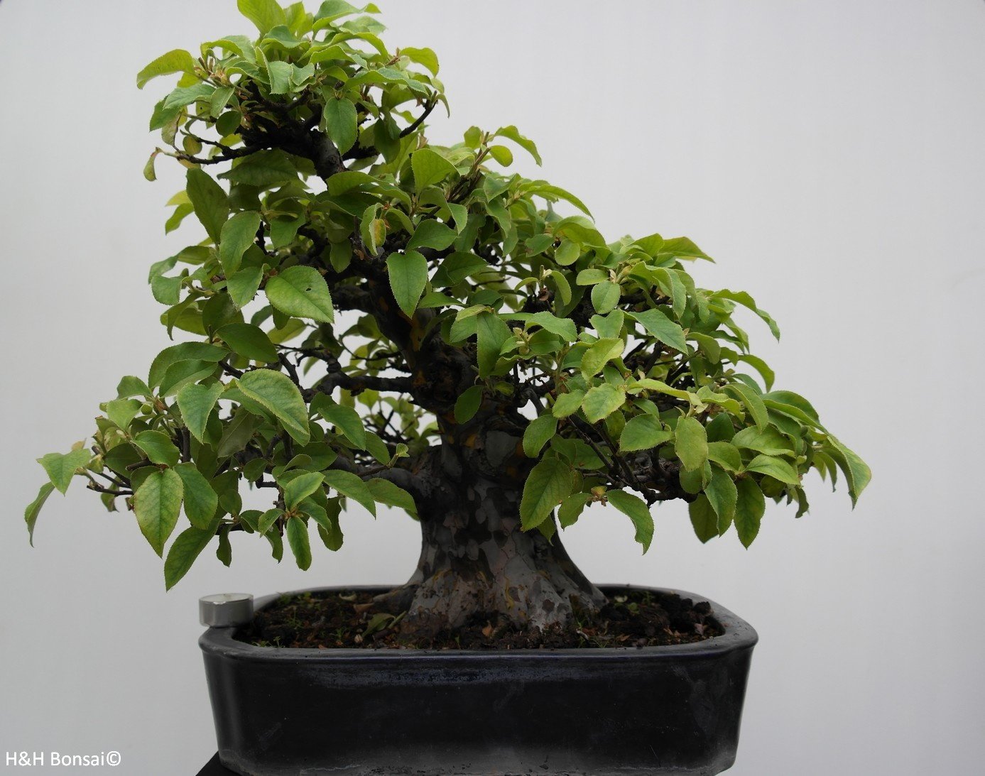 Bonsai Chinese Quince, Pseudocydonia sinensis, no. 7801 - www.henhbonsai.nl