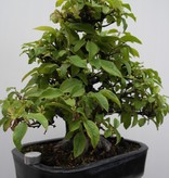 Bonsai Pseudocydonia sinensis, Chineese kweepeer, nr. 7801