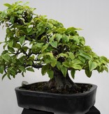 Bonsai Cognassier de Chine, Pseudocydonia sinensis, no. 7801