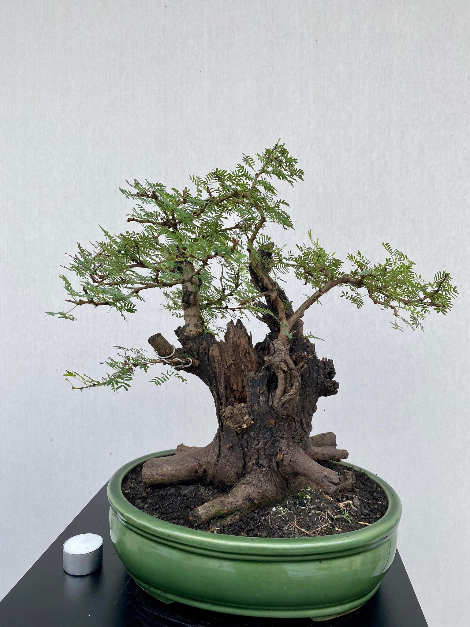 Bonsai Acacia Arabica, nr. 39