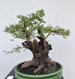 Bonsai Acacia Arabica, no. 39
