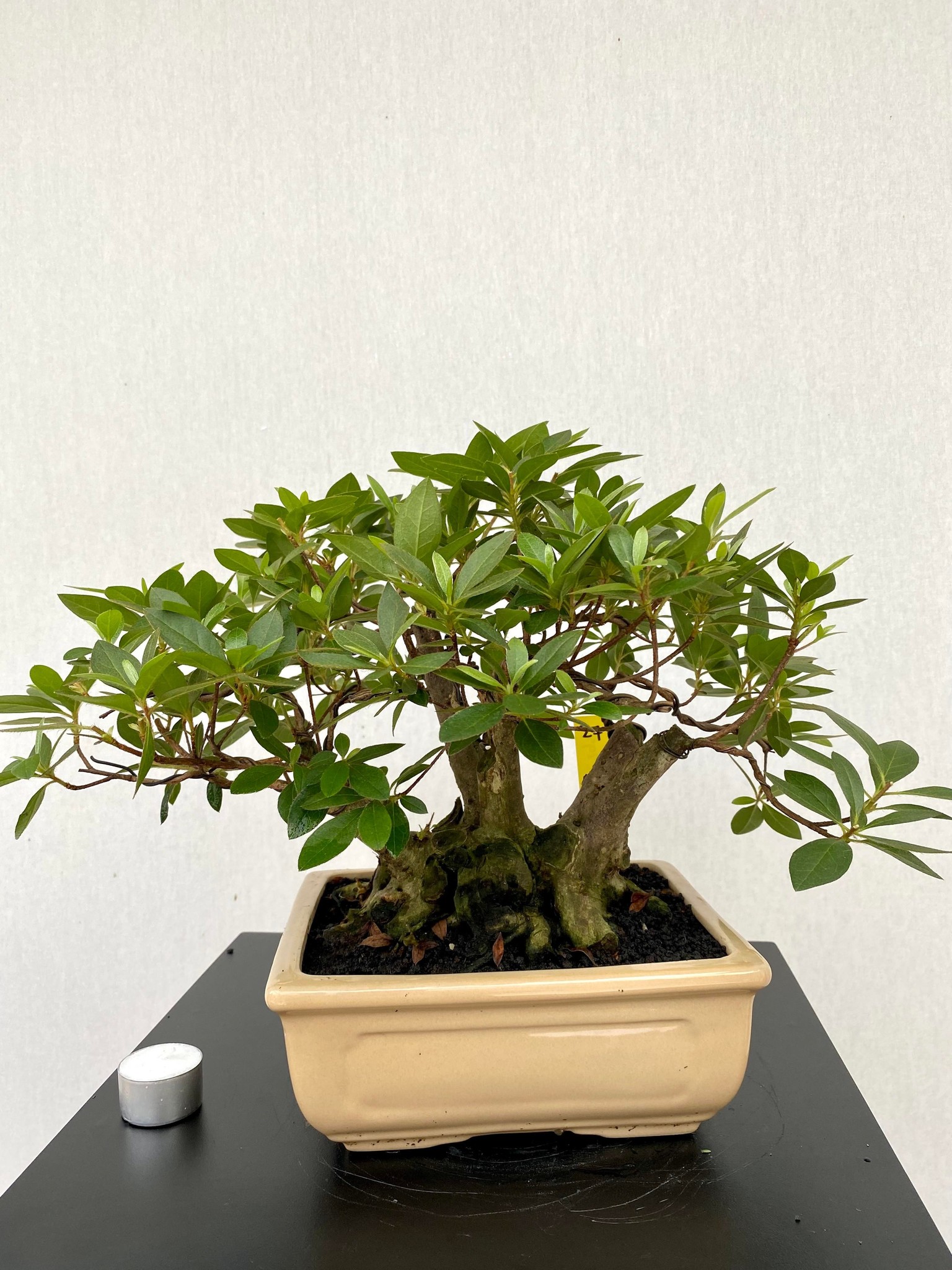 Bonsai Azalee, Azalea Rhododendron indicum, nr. 27