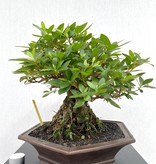 Bonsai Azalee, Azalea Rhododendron indicum, nr. 26