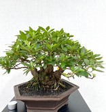 Bonsai Azalea, Rhododendron indicum, no. 26