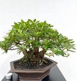 Bonsai Azalee, Azalea Rhododendron indicum, nr. 26