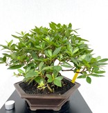 Bonsai Azalea, Rhododendron indicum, nr. 26