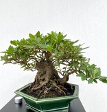 Bonsai Azalea, Rhododendron indicum, no. 25