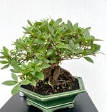 Bonsai Azalea, Rhododendron indicum, nr. 25