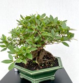 Bonsai Azalee, Azalea Rhododendron indicum, nr. 25