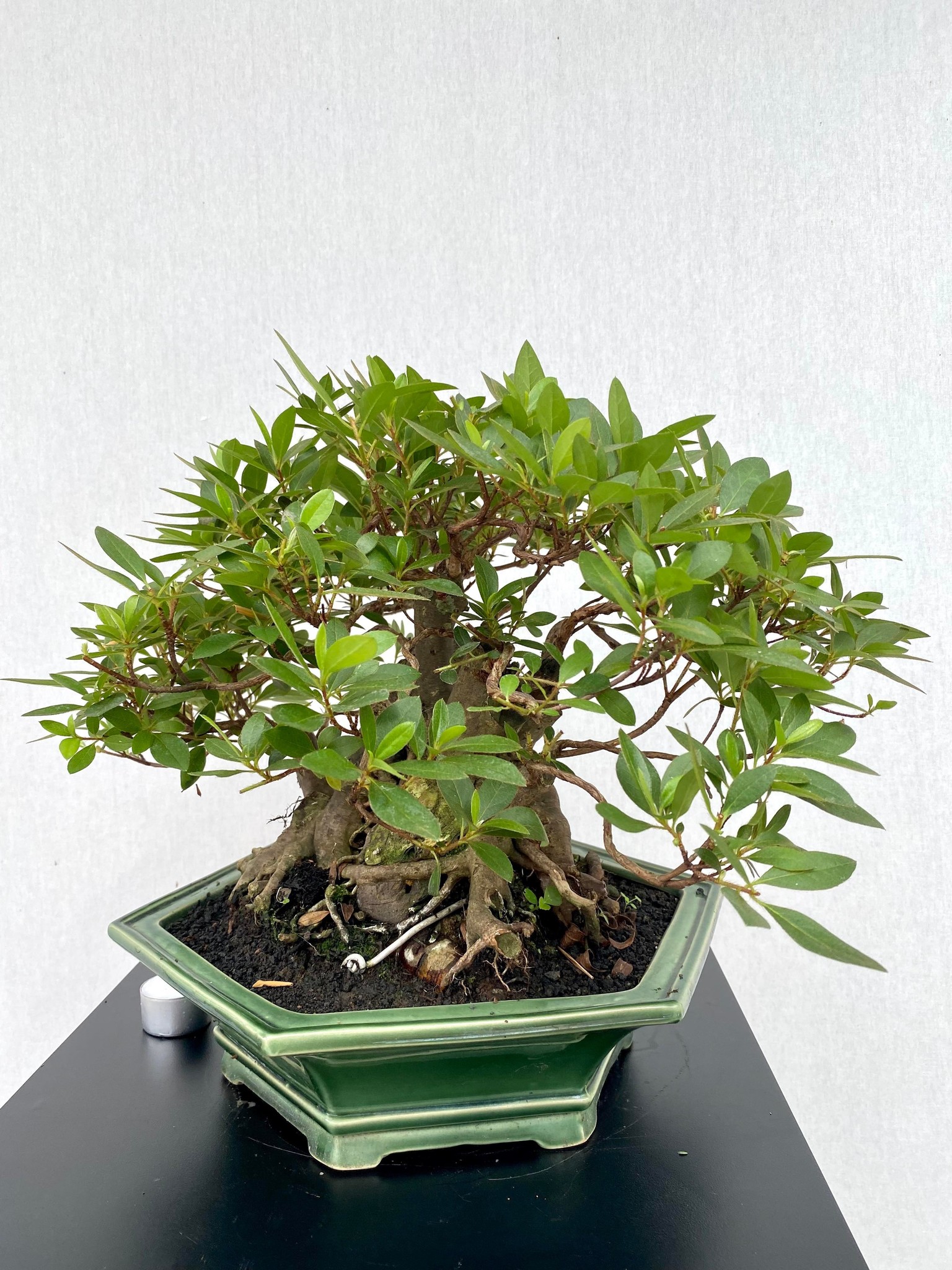 Bonsai Azalee, Azalea Rhododendron indicum, nr. 25
