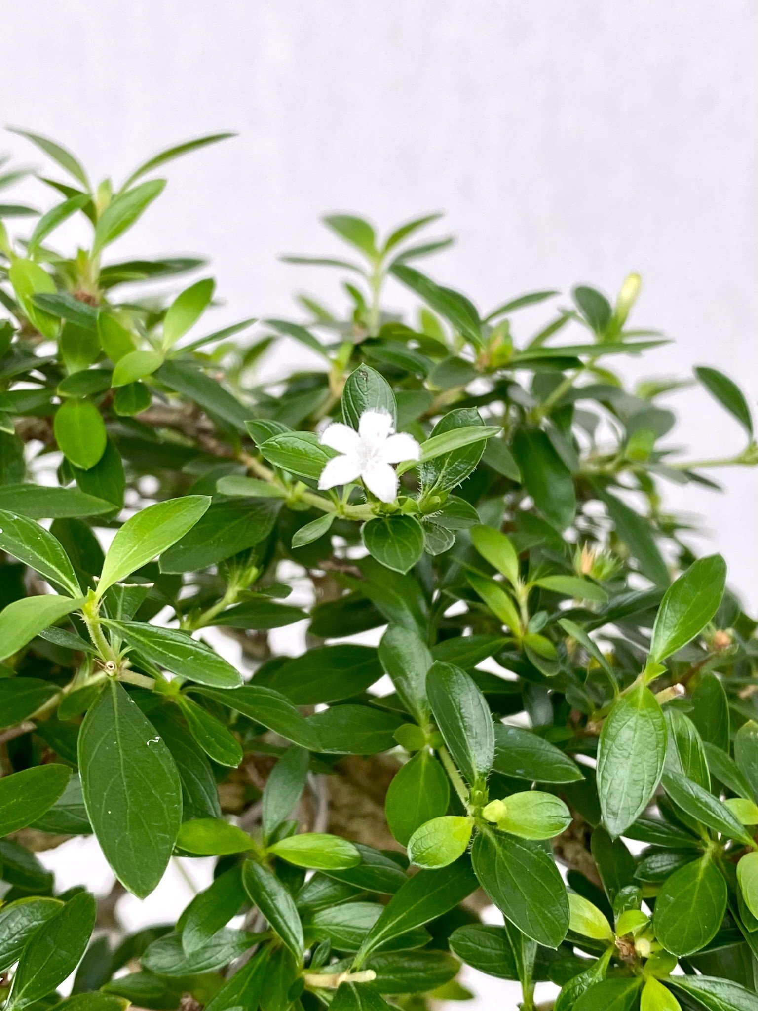 Bonsai Snow Rose, Serissa foetida, no. 14