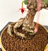 Bonsai Fuchsia, nr. 13