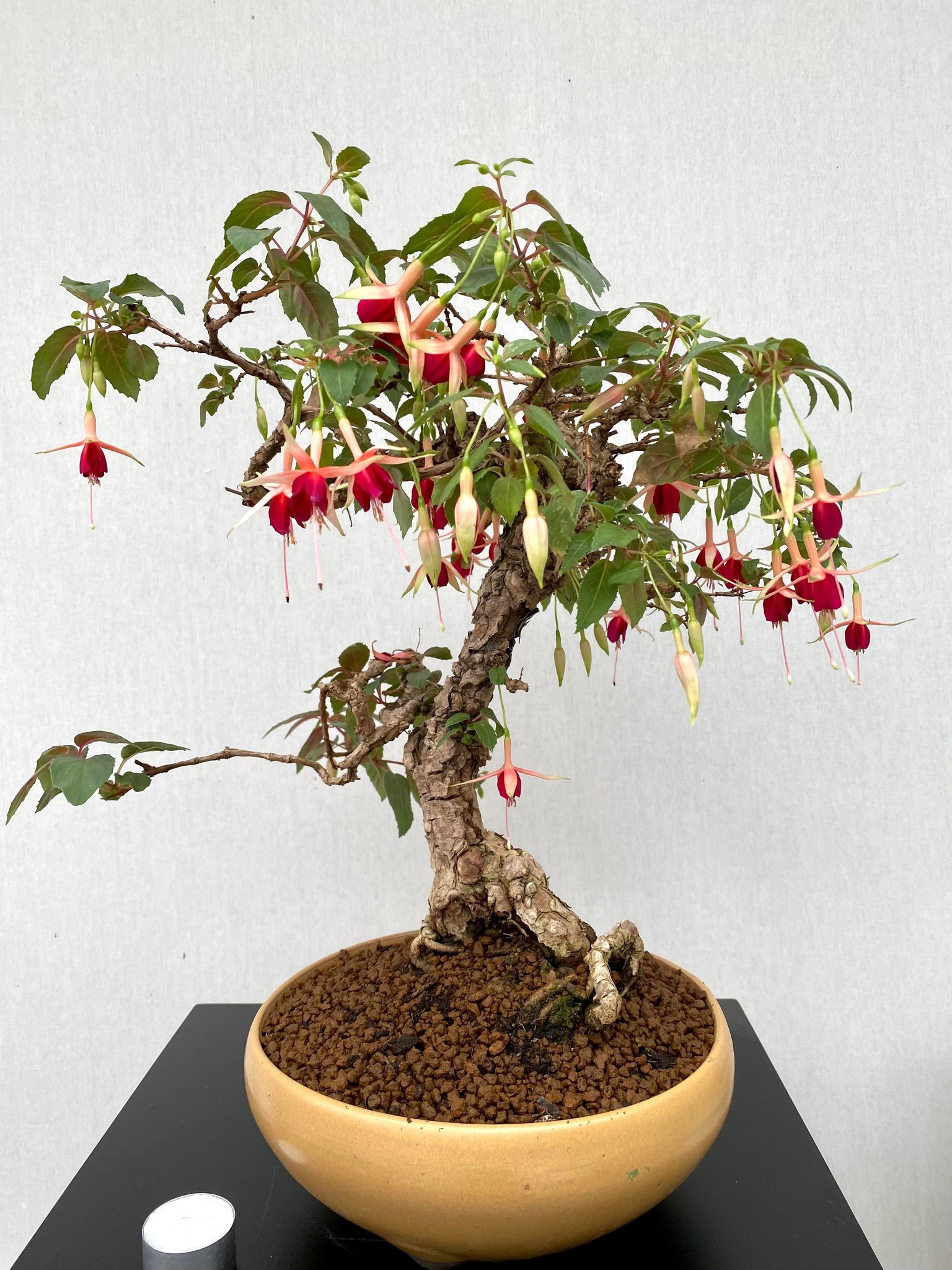 Bonsai Fuchsia, nr. 13