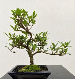 Bonsai Gardenie, Gardenia Small