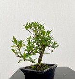 Bonsai Jasmin du Cap, Gardenia Small