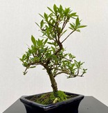 Bonsai Gardenia Small