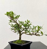 Bonsai Gardenie, Gardenia Small