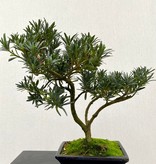 Chin. Steineibe, Podocarpus