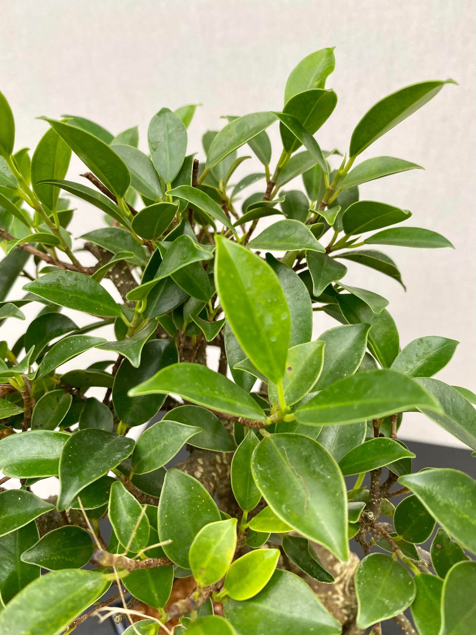 Bonsai Ficus Retusa Small