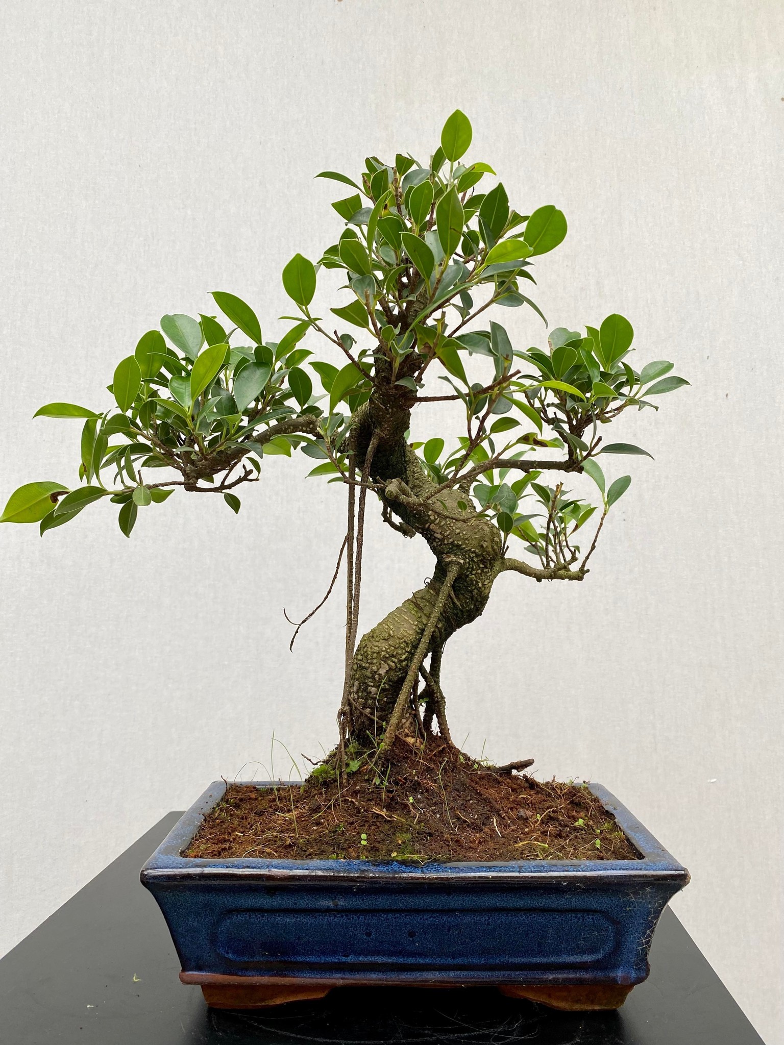 Bonsai Chin. Feigenbaum, Ficus Retusa Large