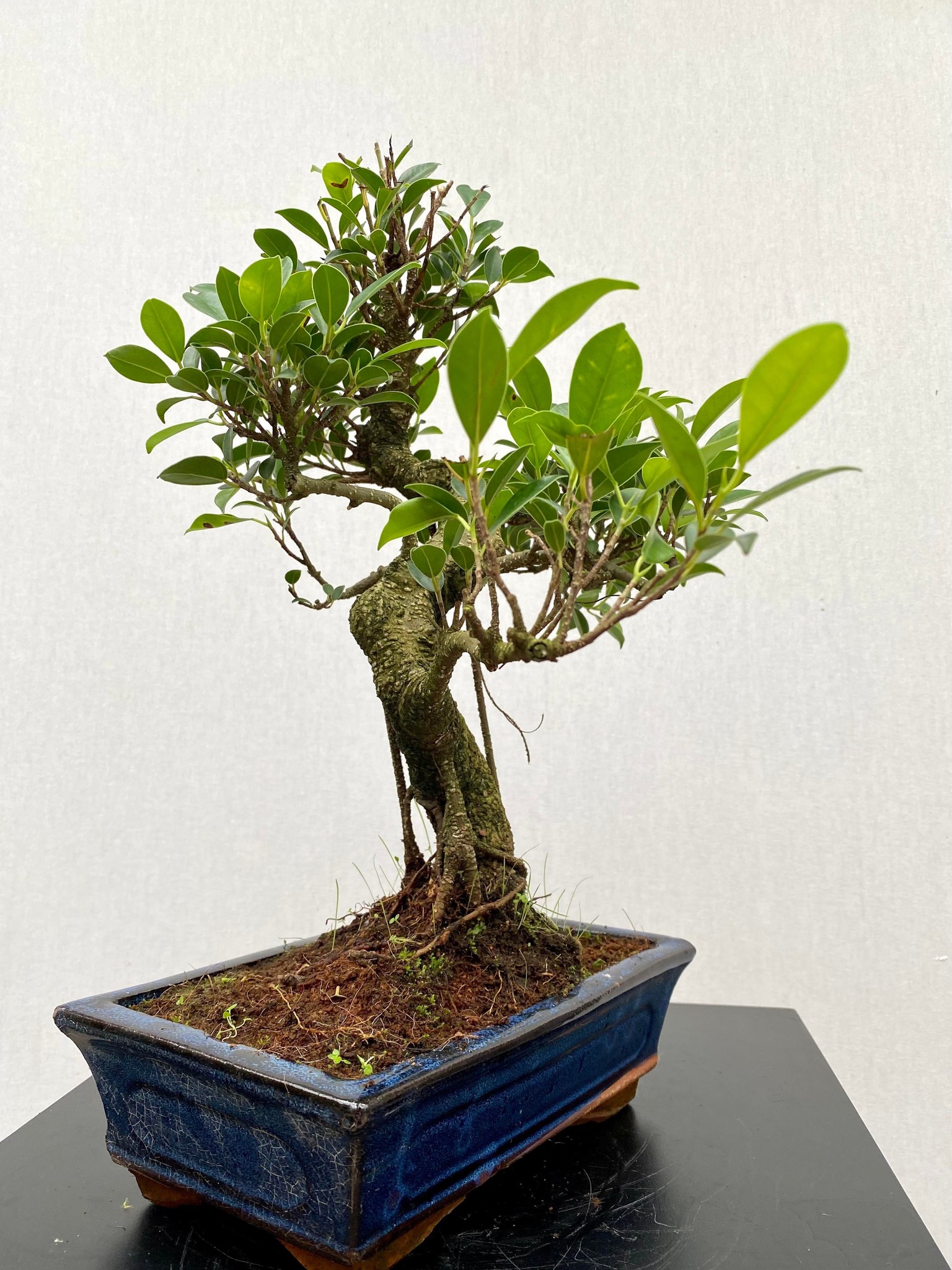 Bonsai Ficus Retusa Large