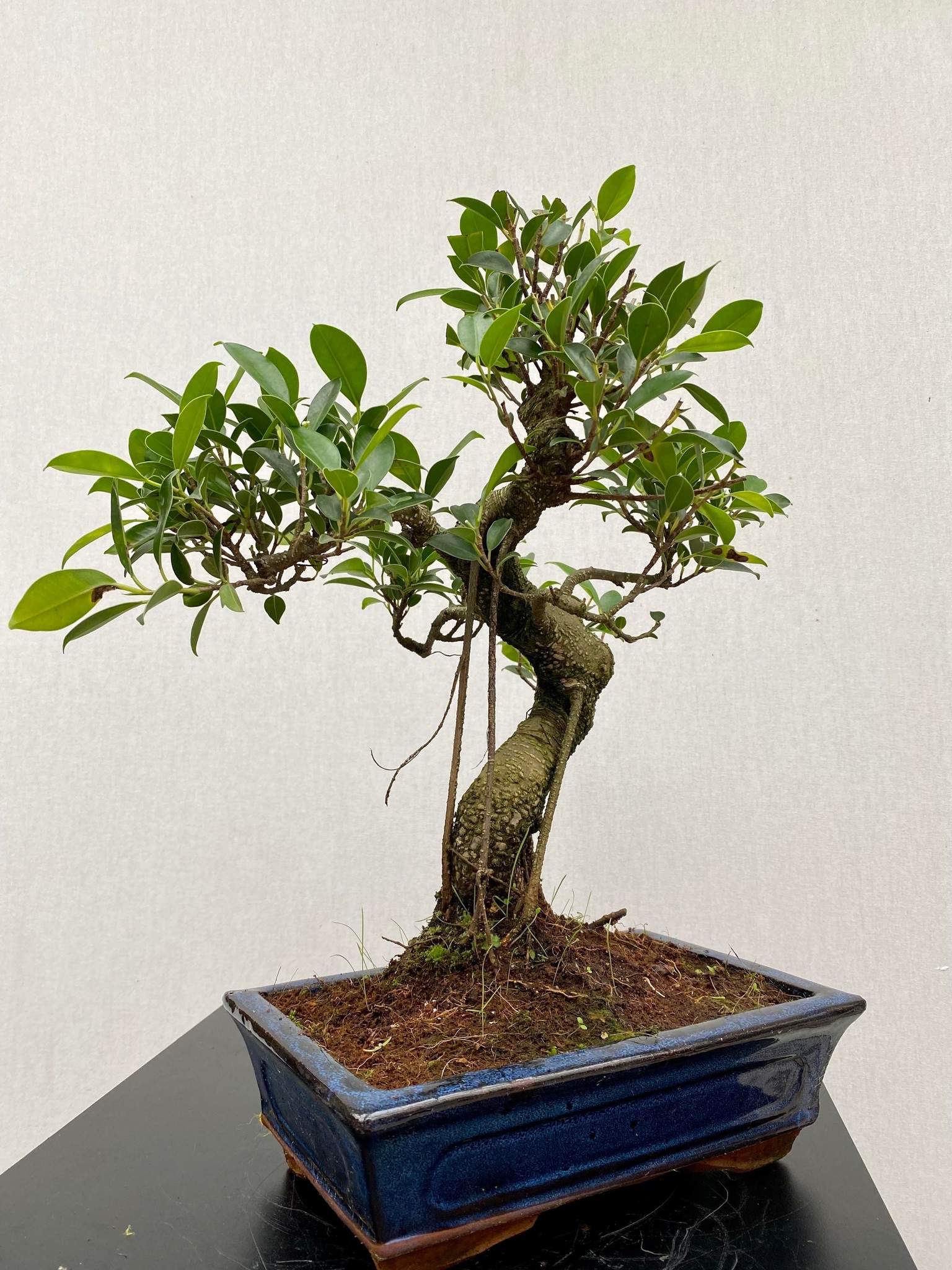 Bonsai Chin. Feigenbaum, Ficus Retusa Large