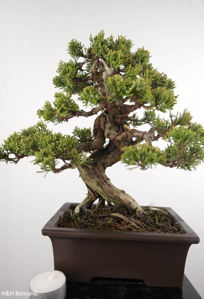 Bonsai Chinese Juniper Juniperus Chinensis Itoigawa No 5127 Www Henhbonsai Nl