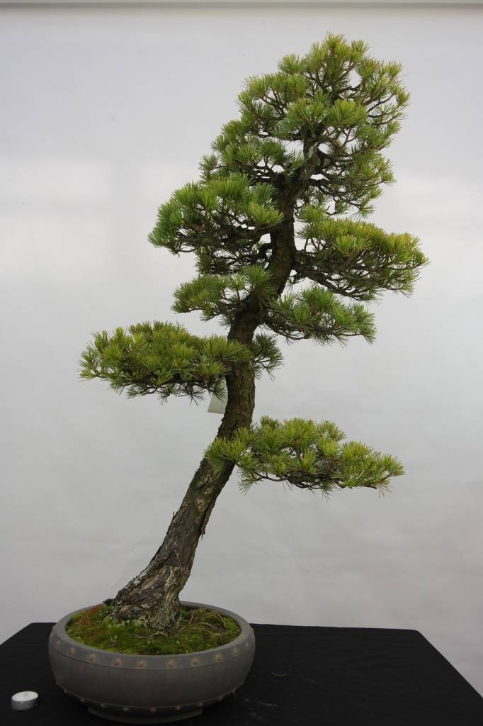  Bonsai  Pin blanc du Japon Pinus penthaphylla no 5182