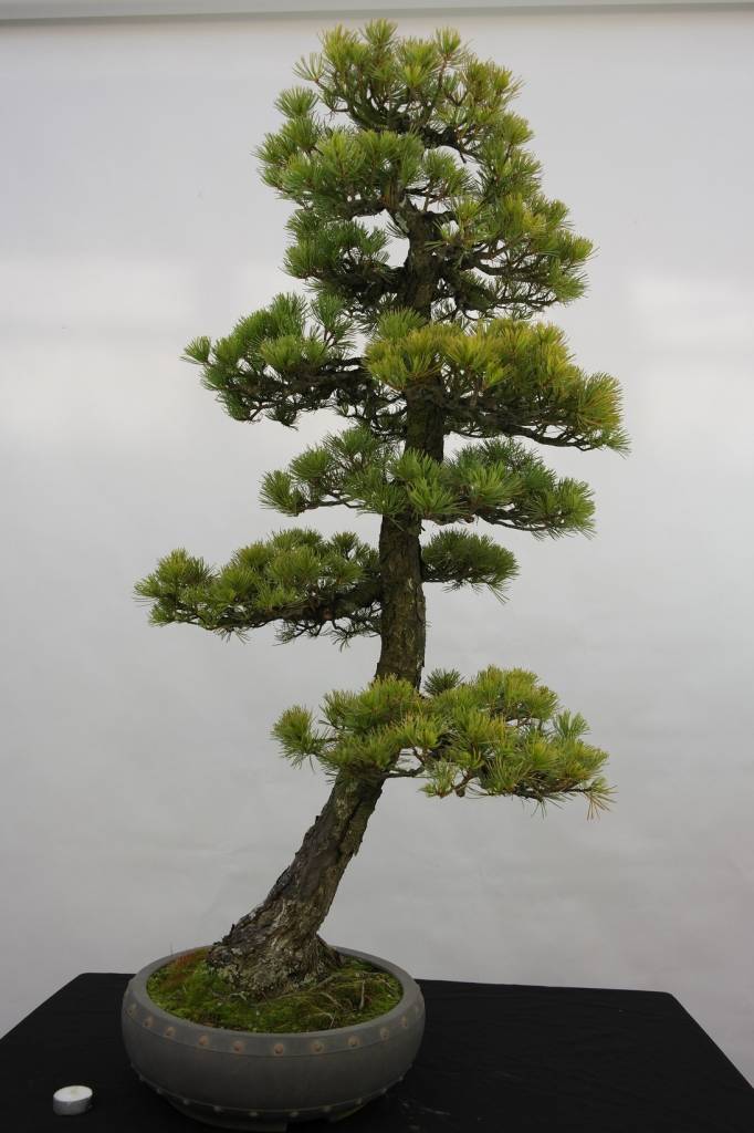  Bonsai  Pin blanc du Japon Pinus penthaphylla no 5182