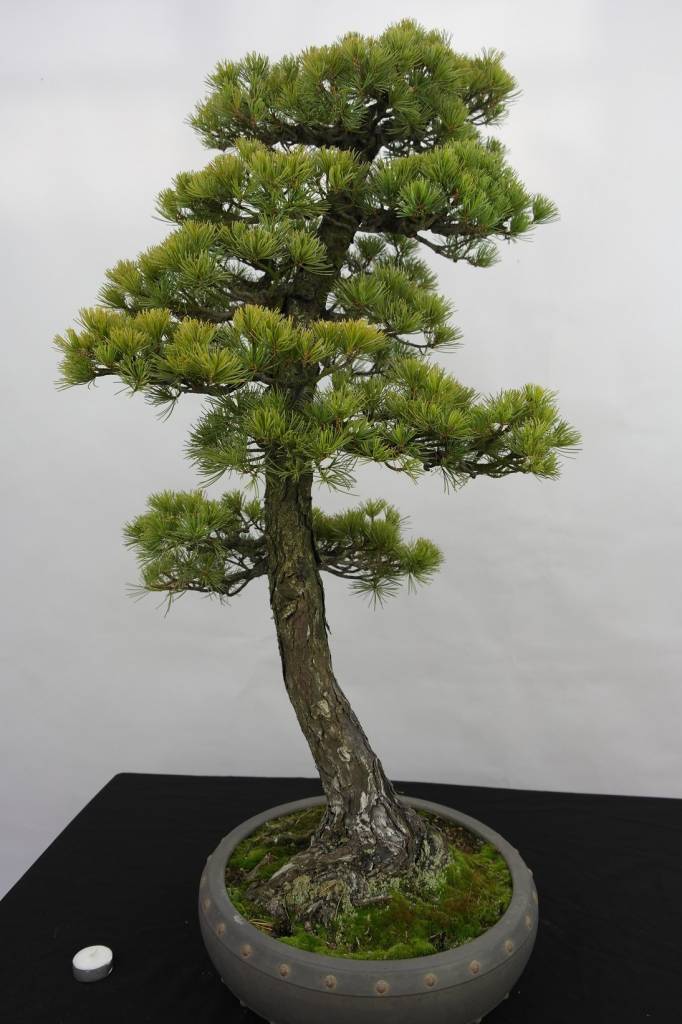  Bonsai Pinus  penthaphylla Japanse witte den nr 5182 
