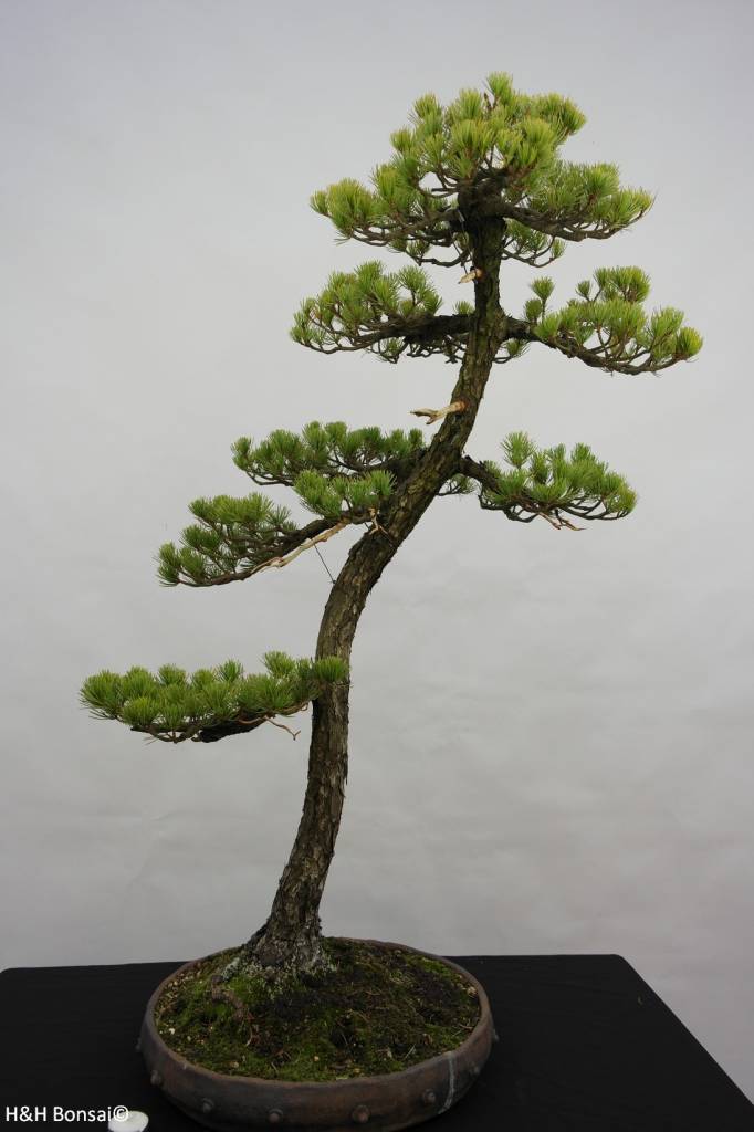  Bonsai Pinus  penthaphylla Japanse witte den nr 5838 