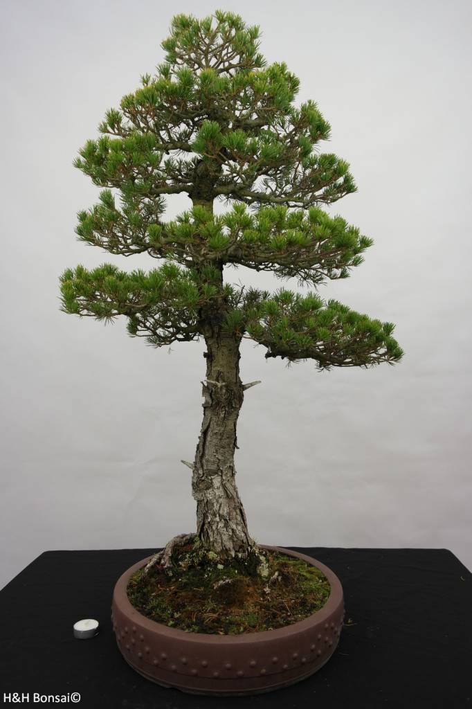  Bonsai  Pin blanc du Japon kokonoe Pinus parviflora 