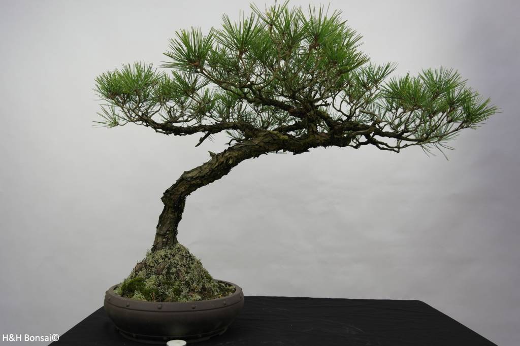 Bonsai Japanese Red Pine, Pinus densiflora, no. 5840 - www.henhbonsai.nl