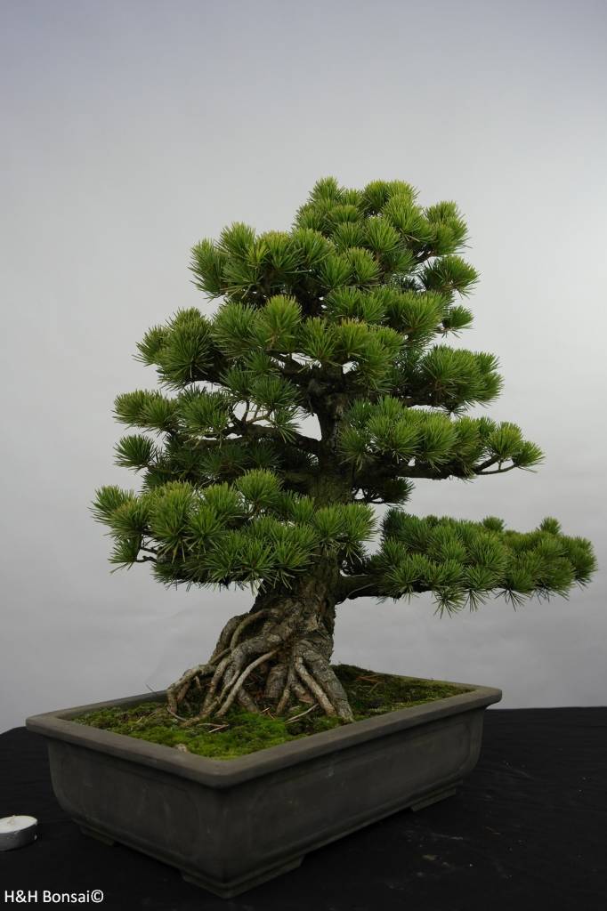  Bonsai  Pin blanc du Japon Pinus pentaphylla no 5843